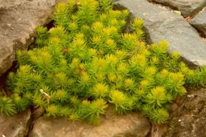 Sedum_rupestre___4cf36d7db5edf.jpg